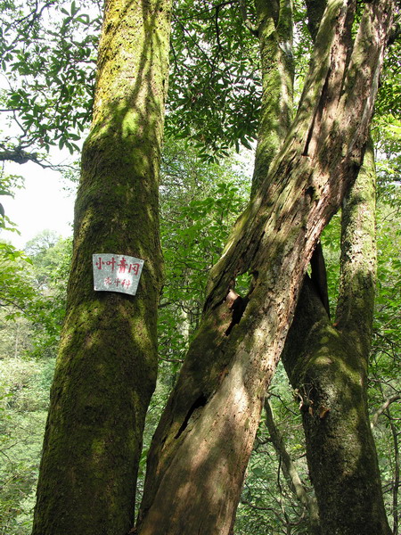 云山青冈,小叶青冈等树种