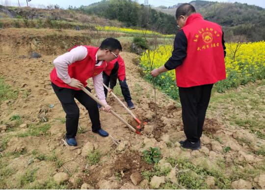 植一份绿色 共建美丽乡村_邵商网