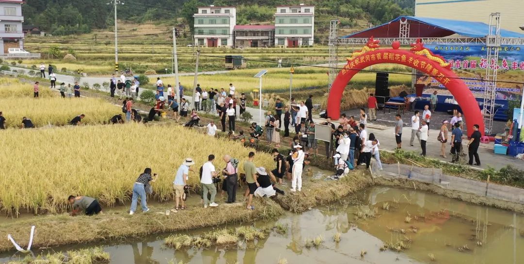 稻香鱼肥 武冈举办首届“稻花鱼丰收节”_邵阳头条网