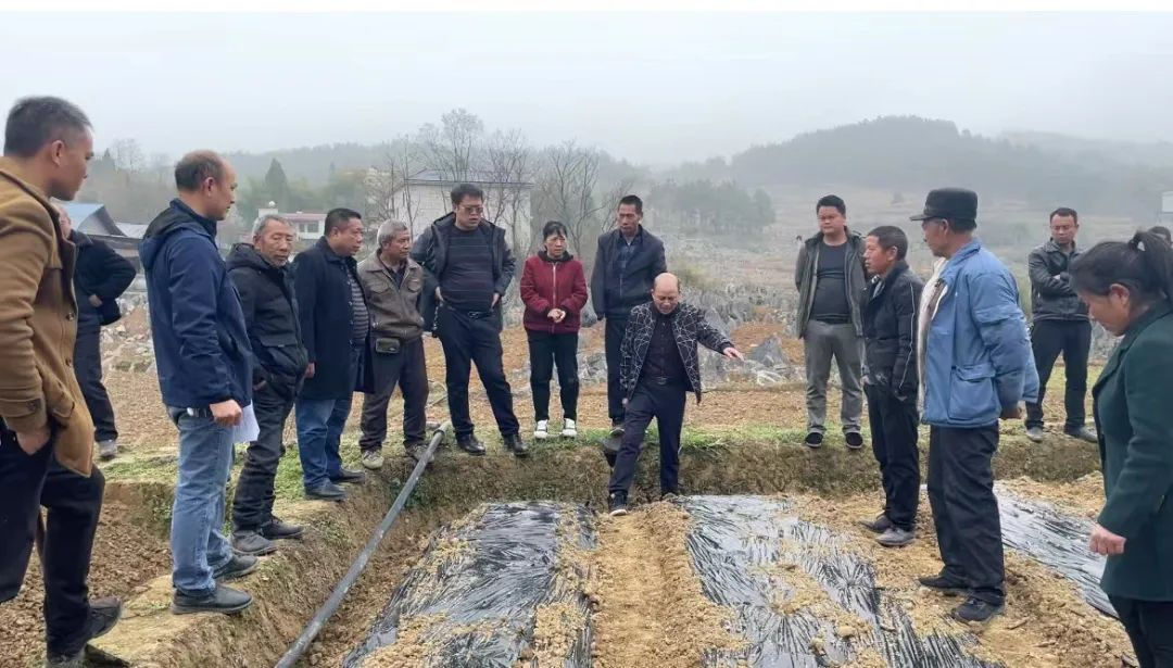 培育新品种 推广新技术 晏田乡辣椒年总产量将超200万斤_邵阳头条网