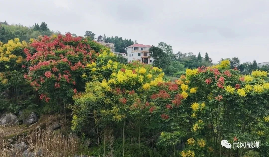 武冈市晏田乡：栾树花开秋意浓 枝头尽挂“红灯笼”_邵阳头条网