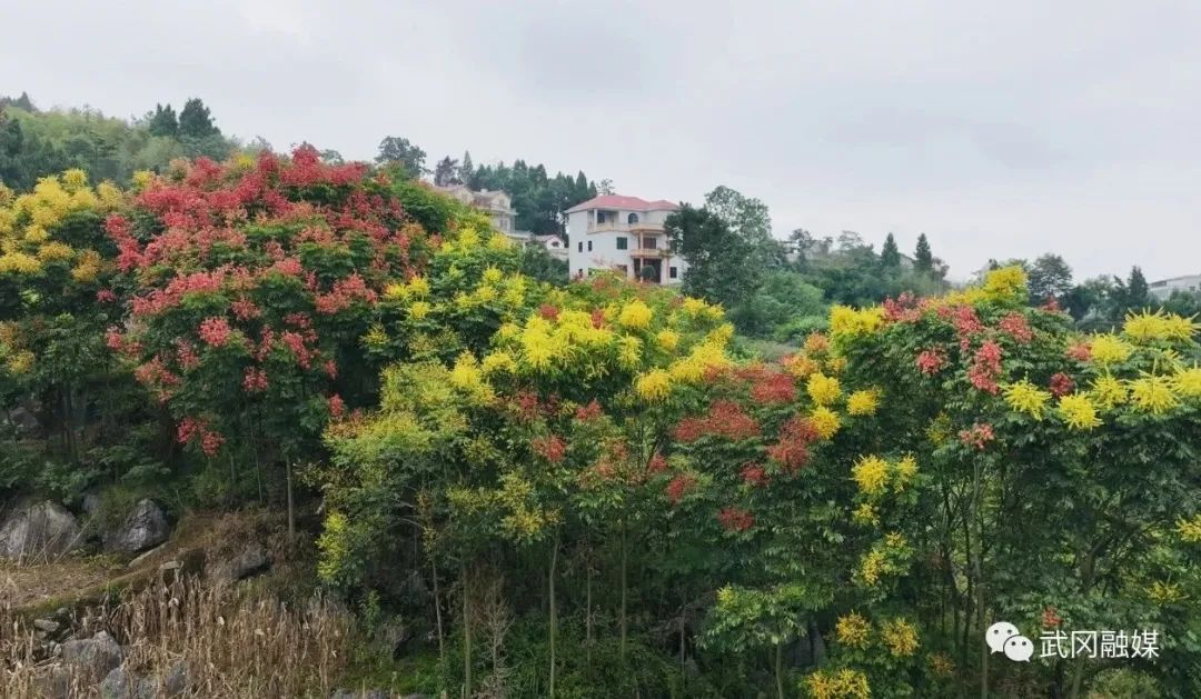 武冈市晏田乡：栾树花开秋意浓 枝头尽挂“红灯笼”_邵商网