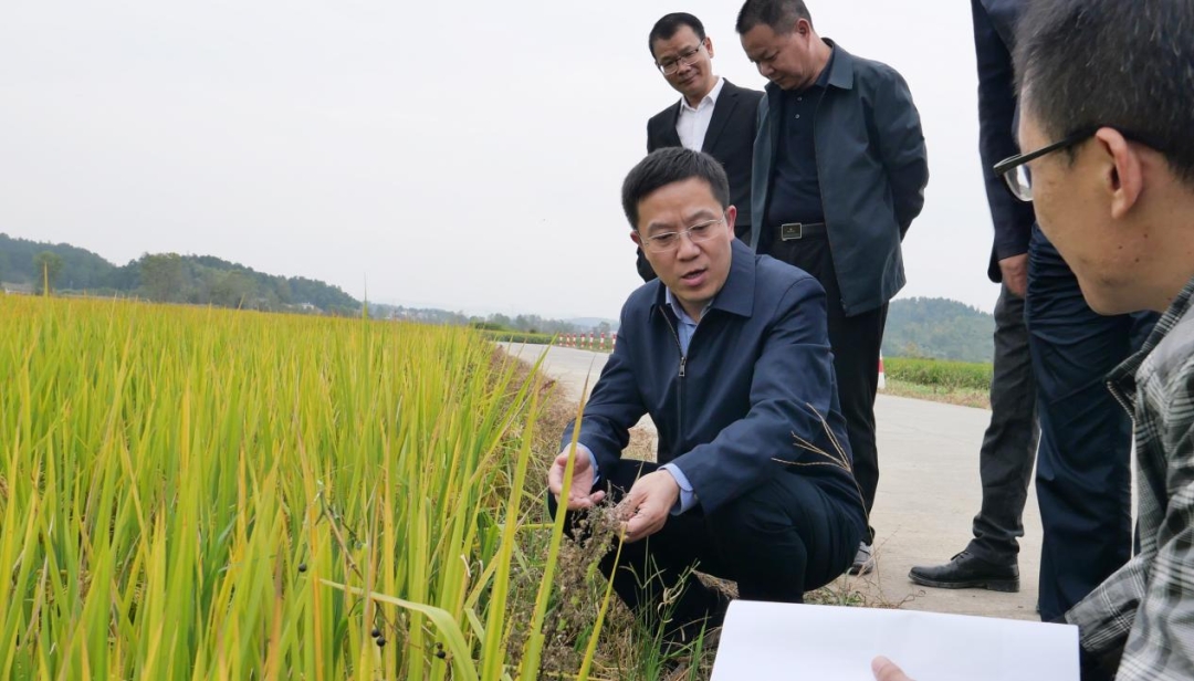 龚红果到武冈市调研粮食安全生产工作_邵阳头条网