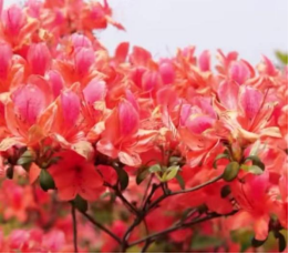 四月武冈春意好，芳菲满路映山红_邵阳头条网