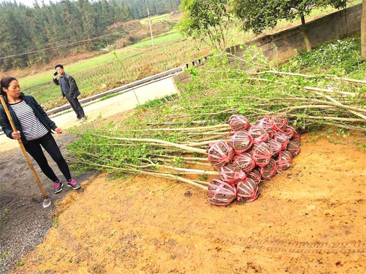 武冈市委办机关干部赴城口村开展义务植树主题党日活动(图2)