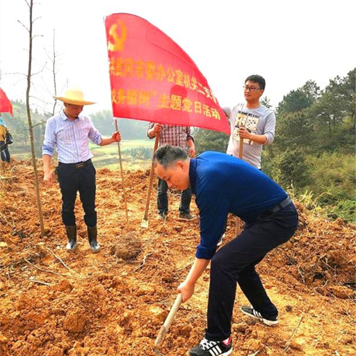 武冈市委办机关干部赴城口村开展义务植树主题党日活动(图1)