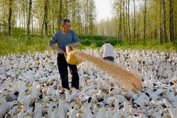侯文率队赴石门县学习考察脱贫攻坚工作(图4)