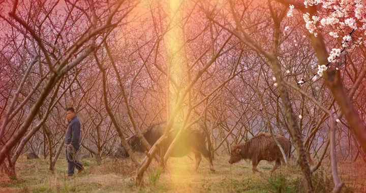 春暖花开，带您欣赏武冈美景(图5)