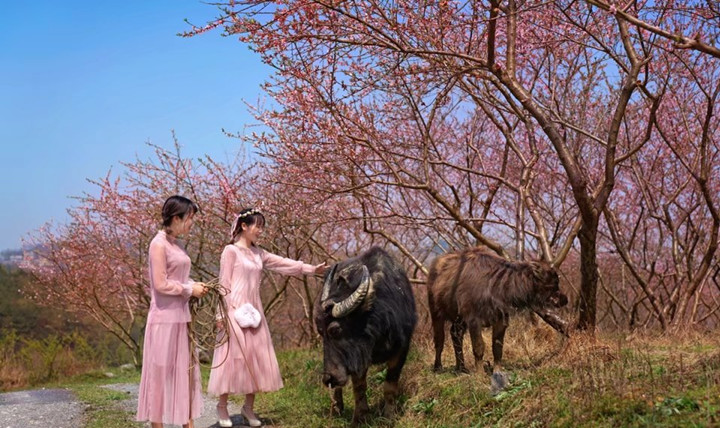 春暖花开，带您欣赏武冈美景(图6)