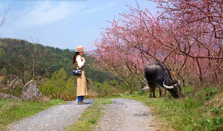 春暖花开，带您欣赏武冈美景(图4)