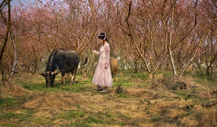 春暖花开，带您欣赏武冈美景(图8)
