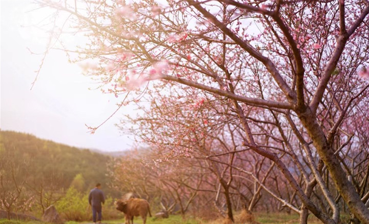 春暖花开，带您欣赏武冈美景(图2)