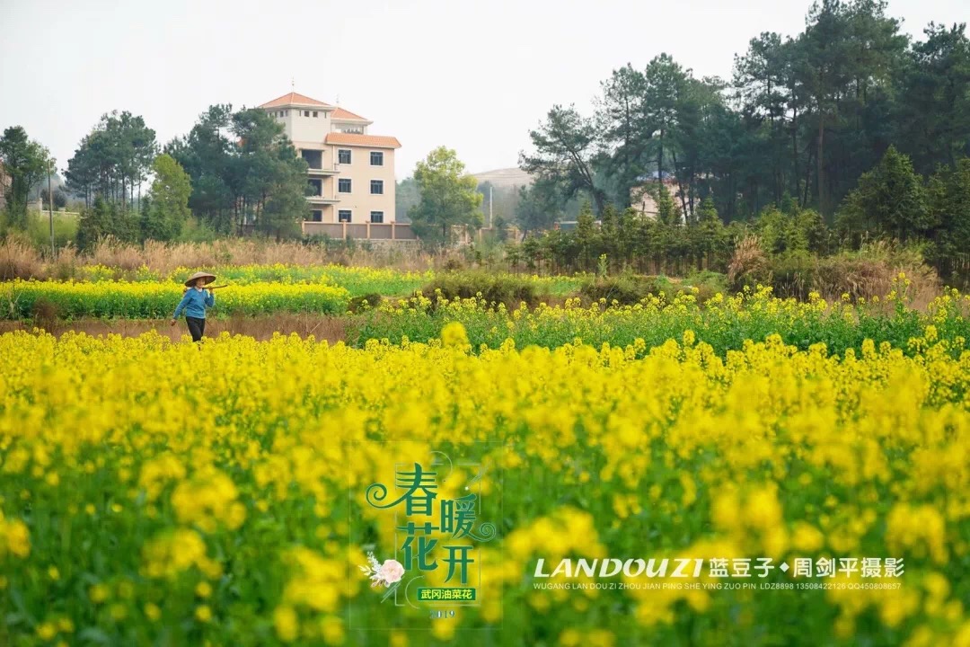 春暖花开，武冈七大最美赏花地点不容错过(图4)
