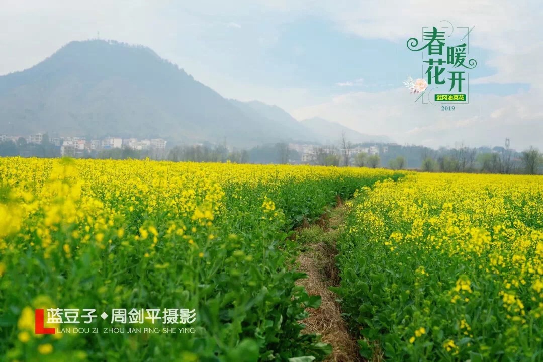 春暖花开，武冈七大最美赏花地点不容错过(图5)