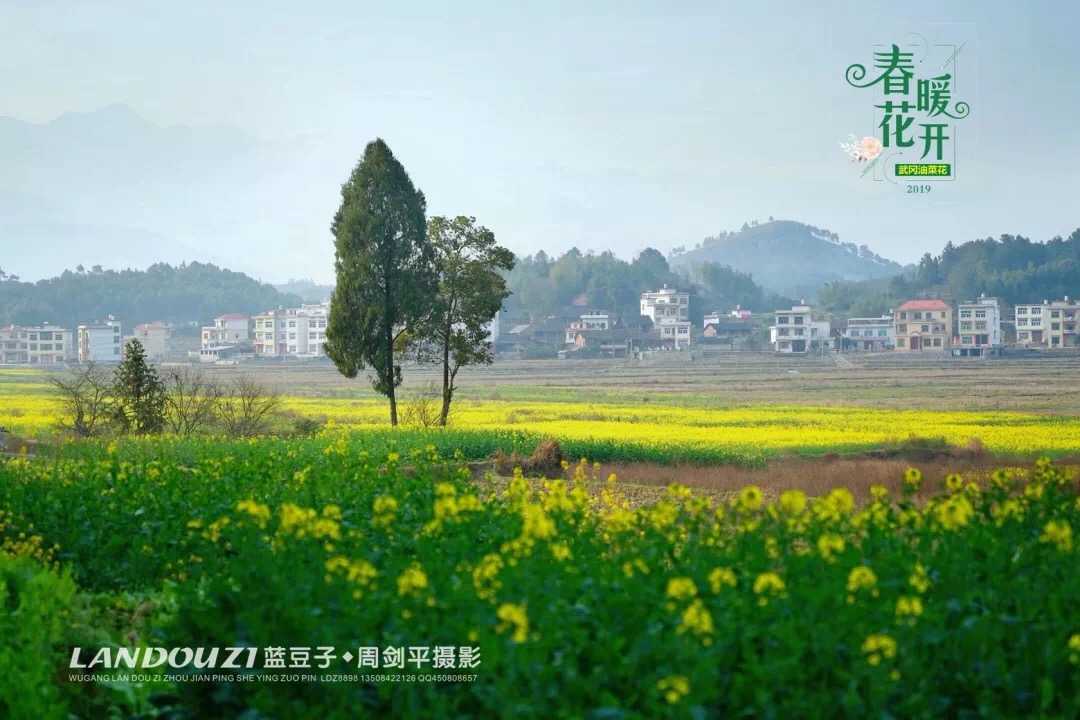 春暖花开，武冈七大最美赏花地点不容错过(图2)