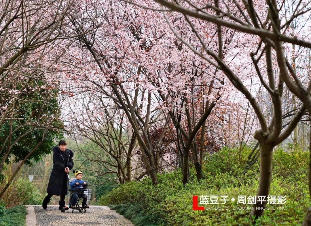 春暖花开，武冈七大最美赏花地点不容错过(图3)