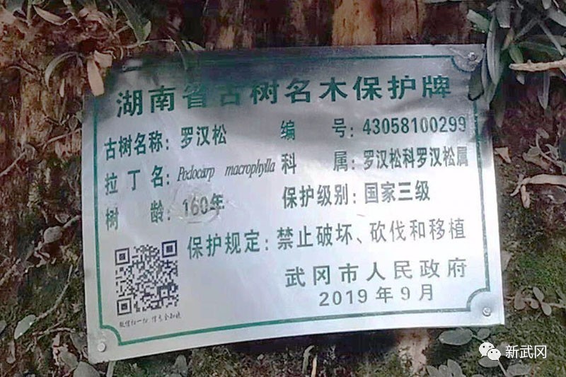 武冈市4896棵古树名木有了“身份证”(图4)