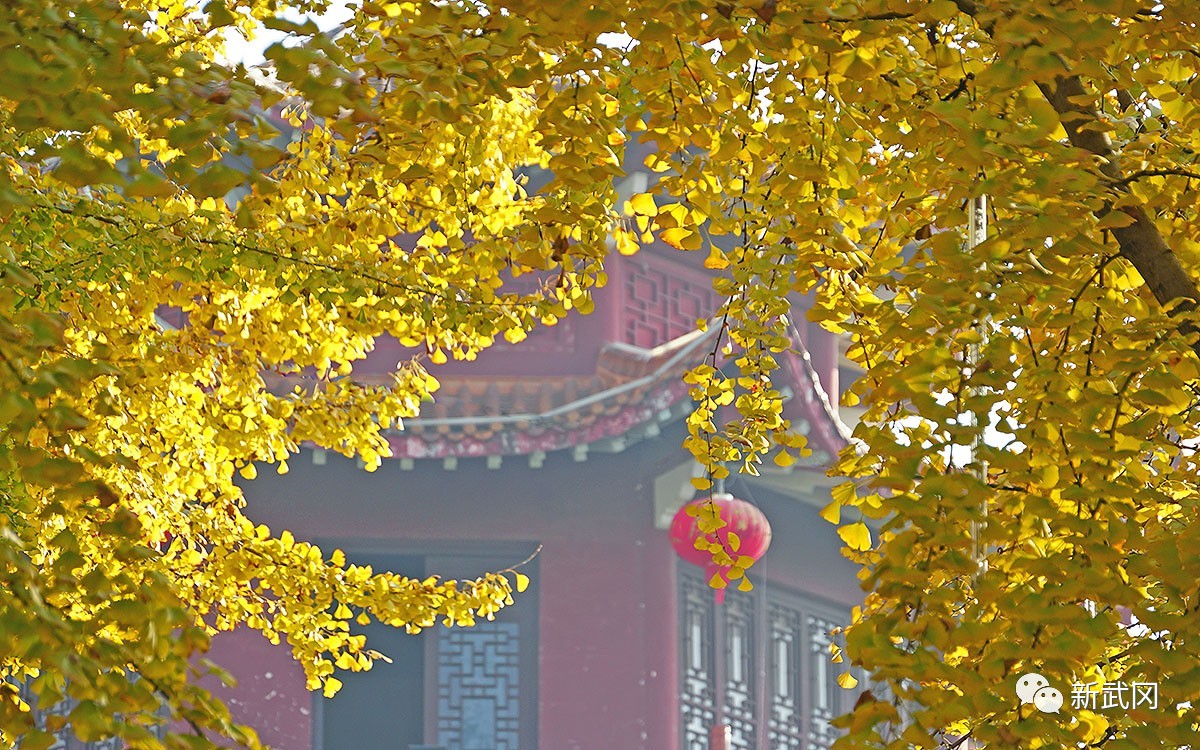 武冈：古城尽披“黄金甲” 银杏叶黄着“靓装”(图1)