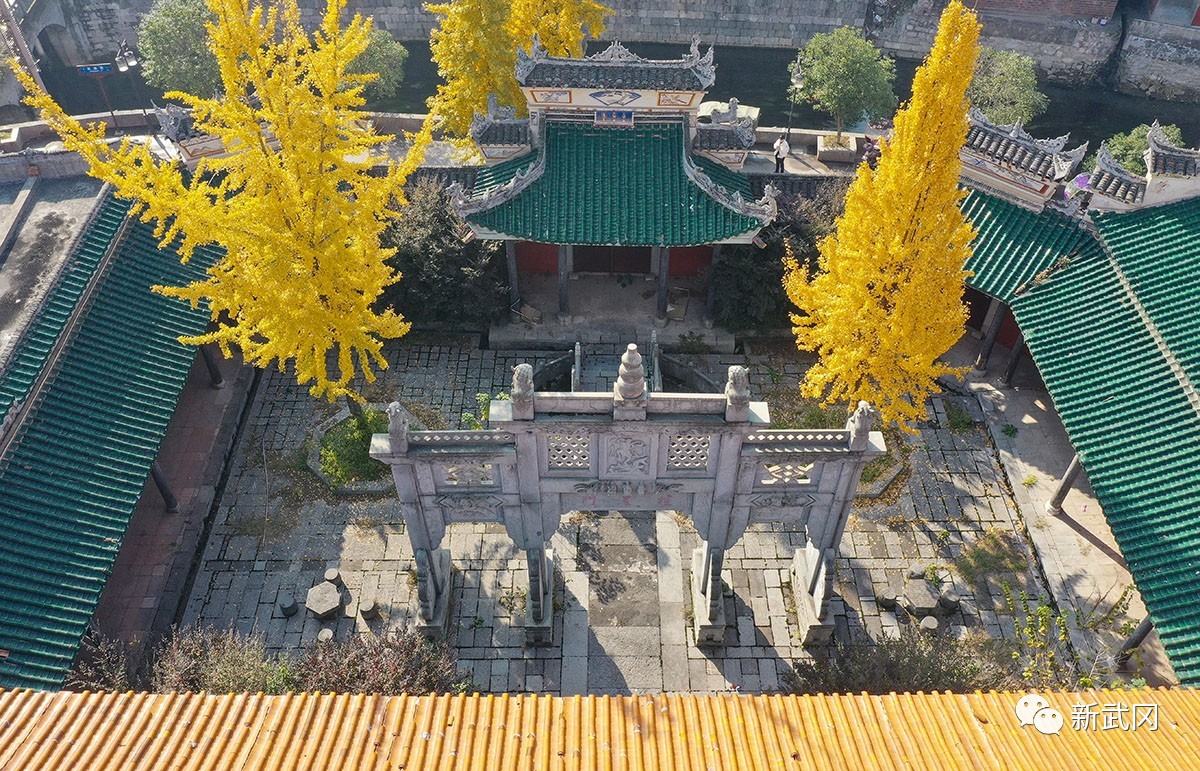 武冈：古城尽披“黄金甲” 银杏叶黄着“靓装”(图5)