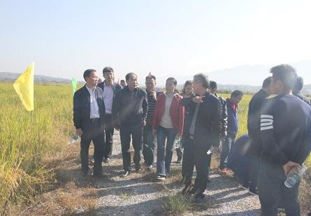 2018年邵阳市再生稻现场观摩会在武冈市隆重举办(图3)