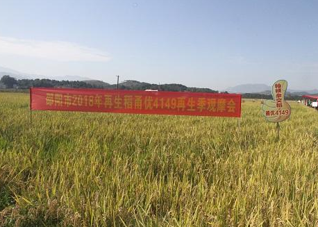 2018年邵阳市再生稻现场观摩会在武冈市隆重举办(图4)
