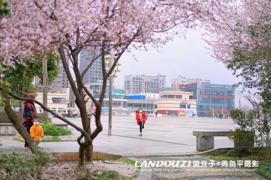 武冈百花盛放，疫情结束时，便是赏花时(图1)