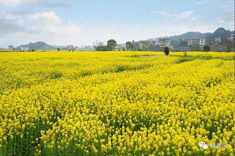 武冈市推广种植绿肥 发展生态农业(图1)