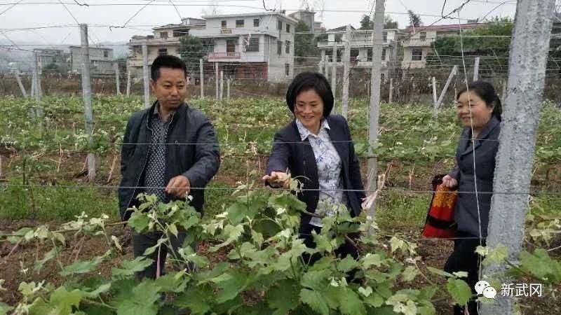武冈：农技专家设“课堂” 志愿服务到(图2)