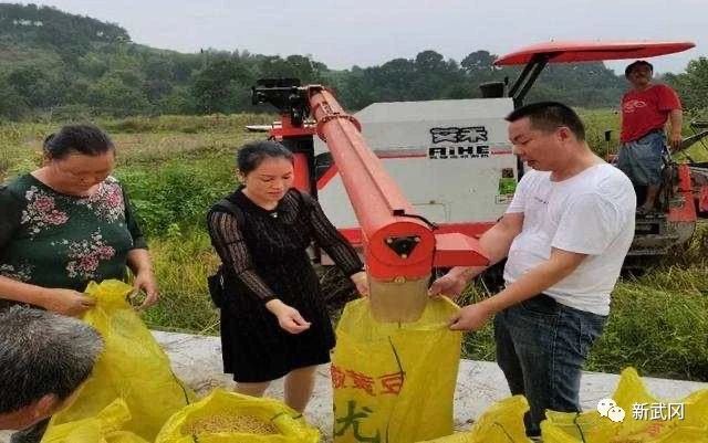 武冈：抢时间迎战阴雨 干群合力夺丰收(图1)