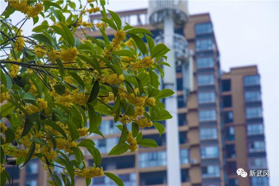 让森林走进城市,让城市拥抱森林——武冈市森林城市建设掠影(图6)