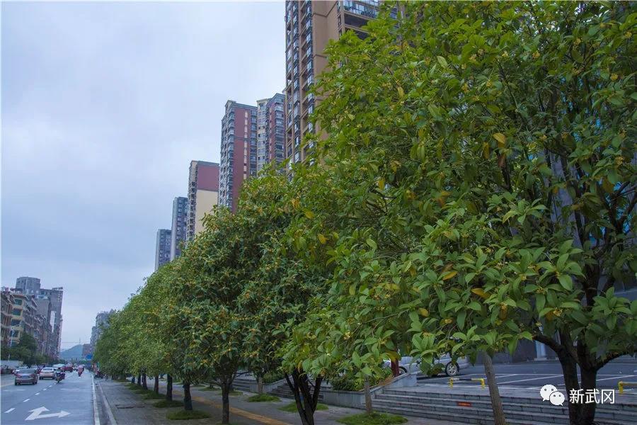 让森林走进城市,让城市拥抱森林——武冈市森林城市建设掠影(图7)