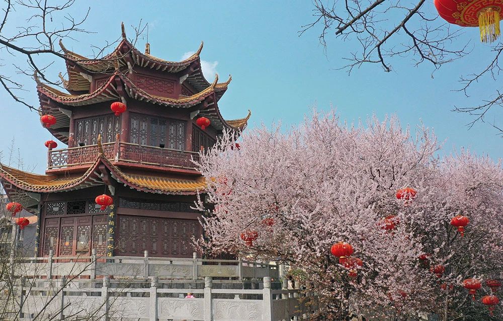 一年一约，武冈红叶李缤纷绽放(图1)
