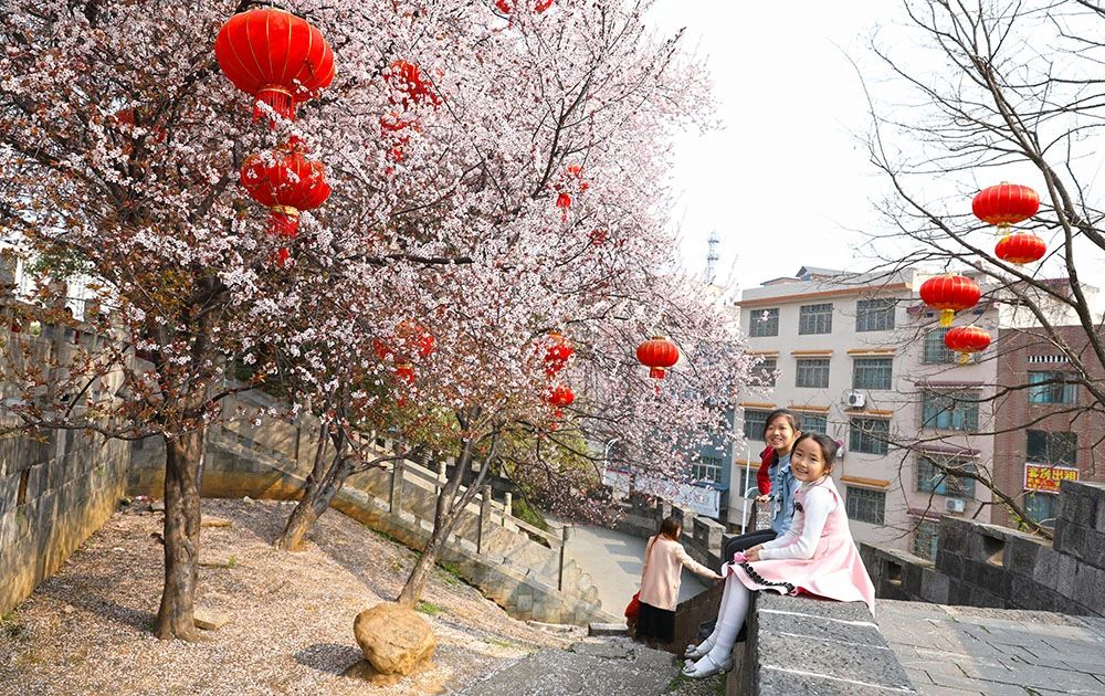 一年一约，武冈红叶李缤纷绽放(图2)