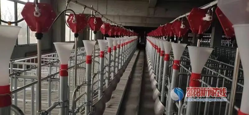 武冈市首家生态立体智能化养猪场即将启航(图1)