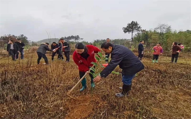 武冈：义务植树造林 为家园添新绿(图5)