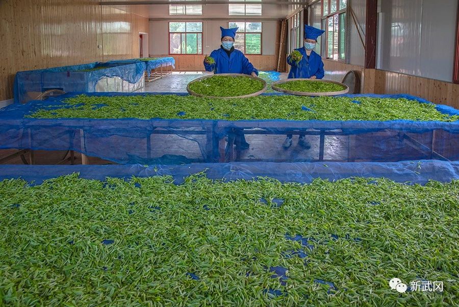 武冈：茶园添新绿春茶采摘制茶忙(图5)