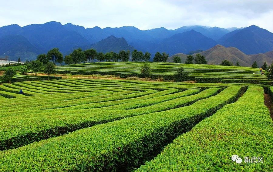 武冈：茶园添新绿春茶采摘制茶忙(图1)