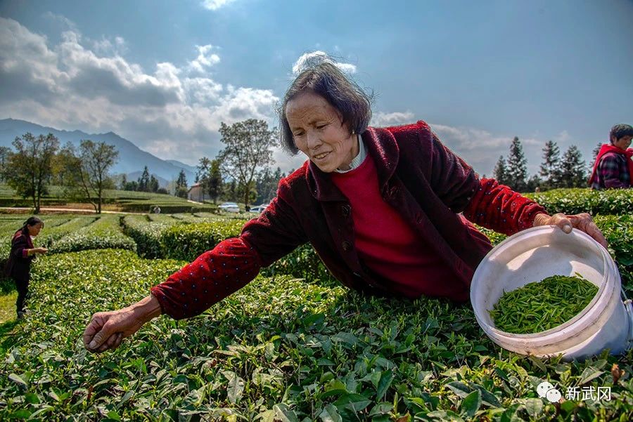 武冈：茶园添新绿春茶采摘制茶忙(图3)