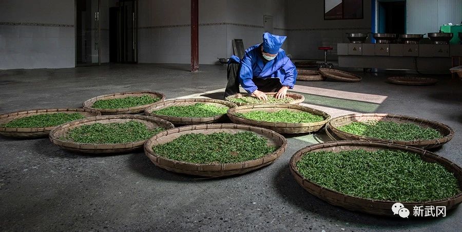 武冈：茶园添新绿春茶采摘制茶忙(图6)