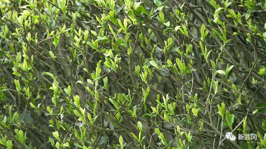 武冈：茶园添新绿春茶采摘制茶忙(图2)