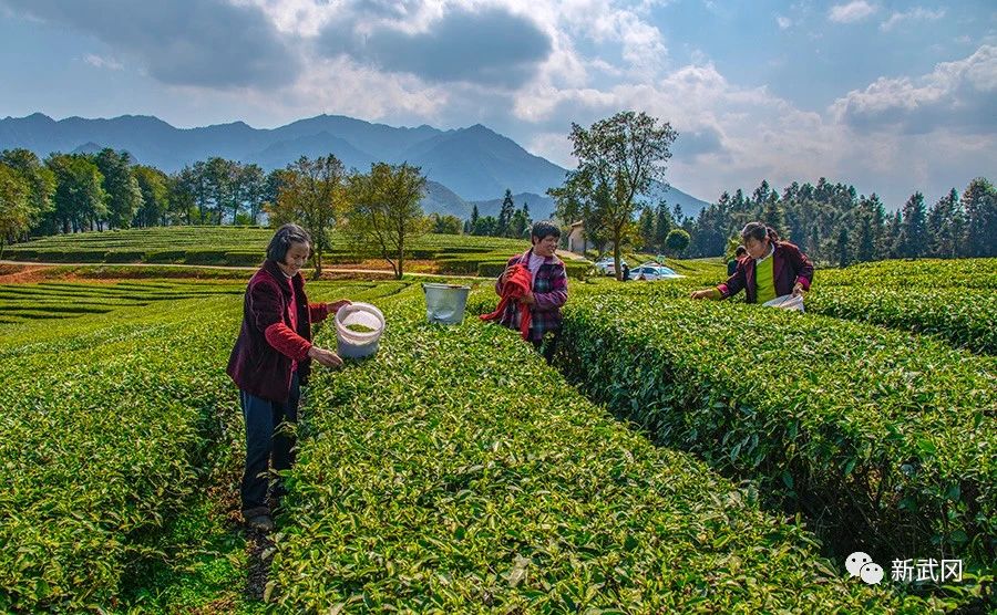 武冈：茶园添新绿春茶采摘制茶忙(图4)