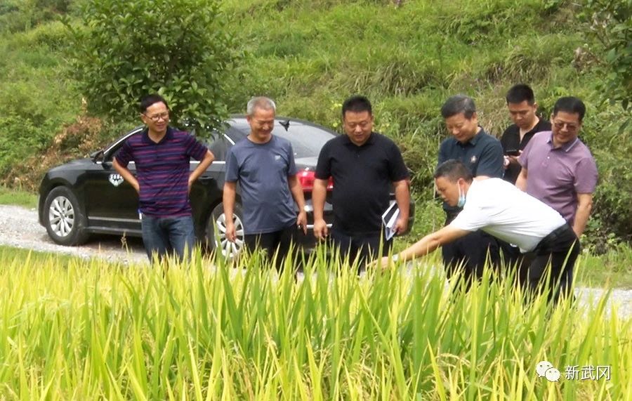 ​熊卫国带队调研邓元泰镇乡村振兴工作(图1)