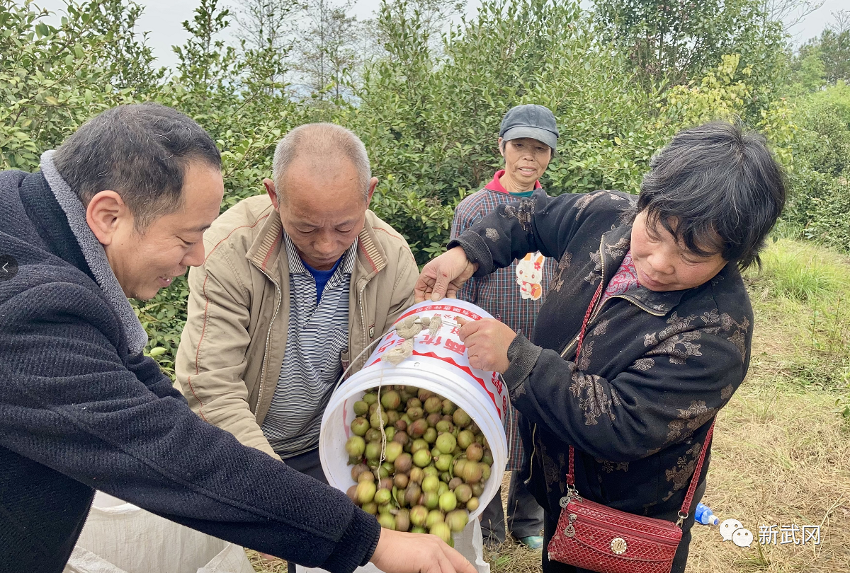 武冈龙溪：3000多亩油茶喜获丰收(图1)