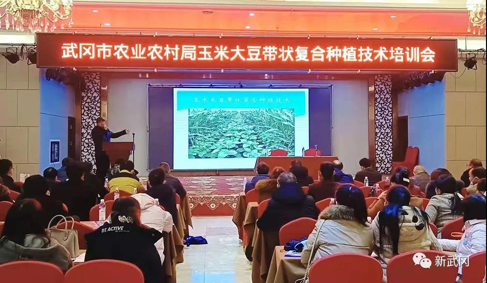 武冈加快推广“玉米-大豆带状复合种植模式”(图1)