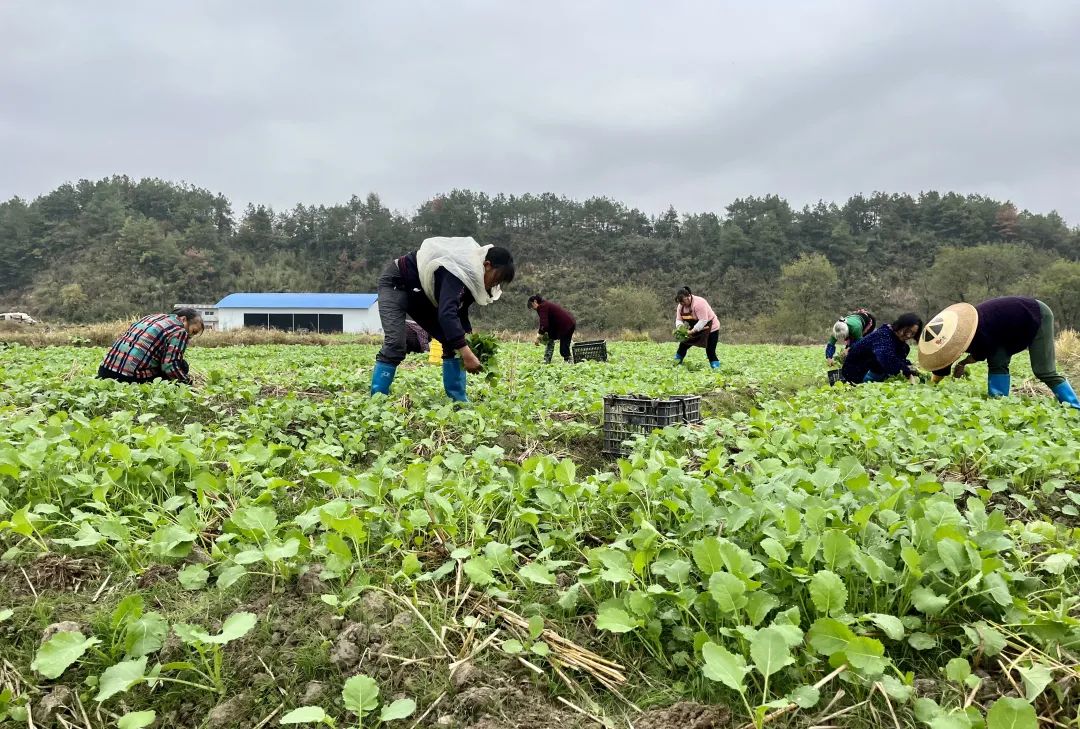 武冈：久旱逢甘露 全力以赴抢种20万亩油菜(图1)