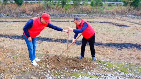 武冈市政府办机关开展“义务植树”主题党日活动(图3)