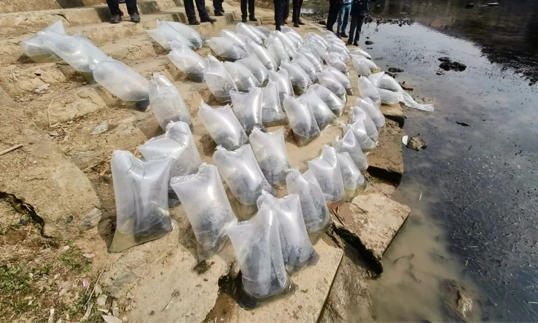 武冈市举行集中销毁禁用渔具暨增殖放流活动(图3)