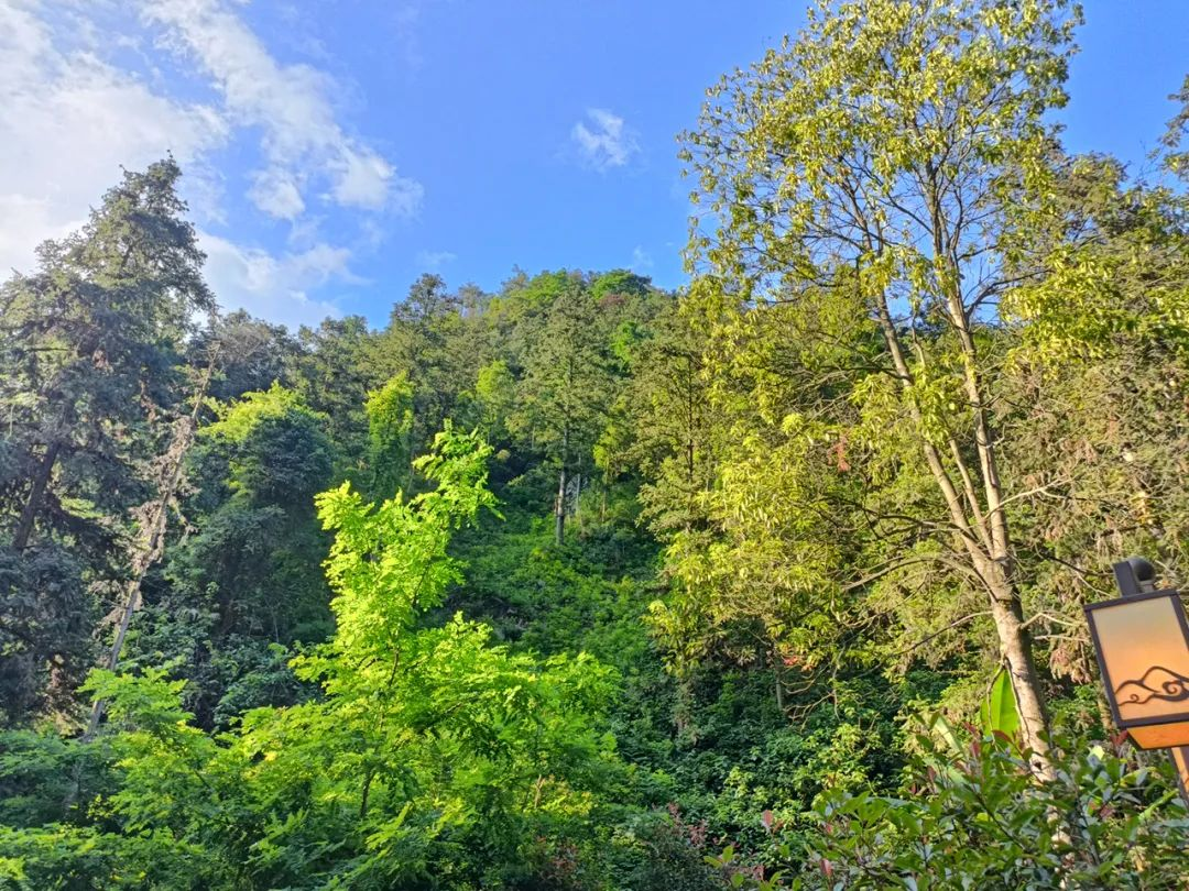 国家林草局一级巡视员陈建武来武冈市调研松材线虫病防控工作(图2)