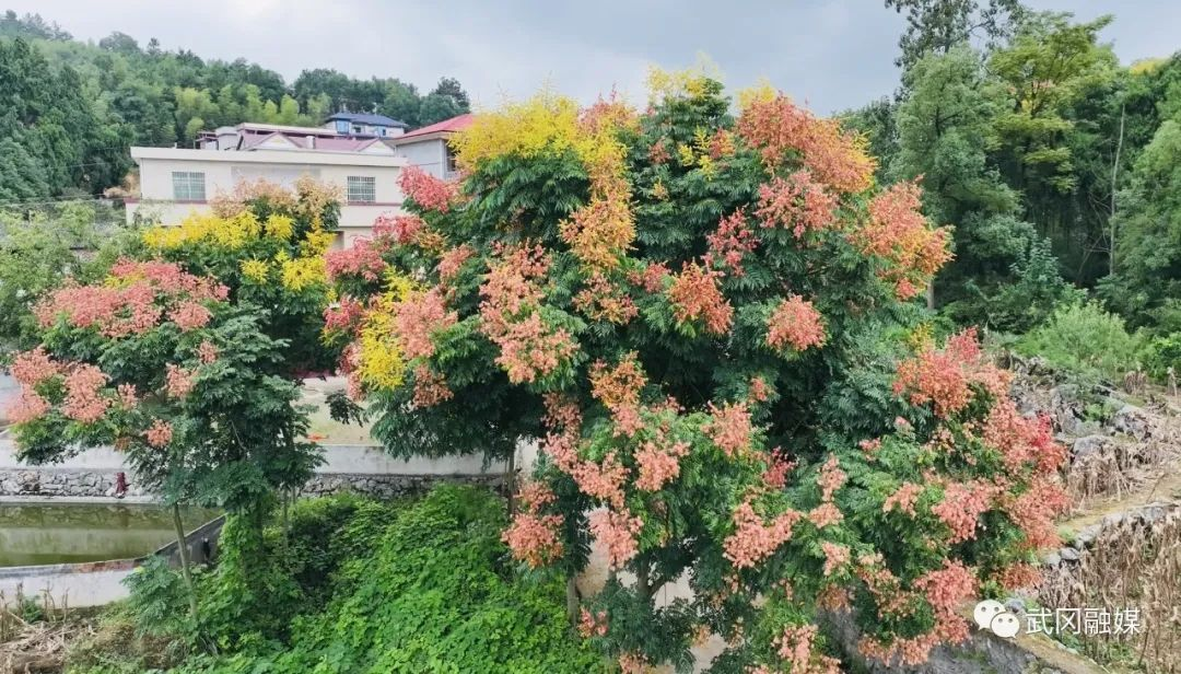 武冈市晏田乡：栾树花开秋意浓 枝头尽挂“红灯笼”(图5)