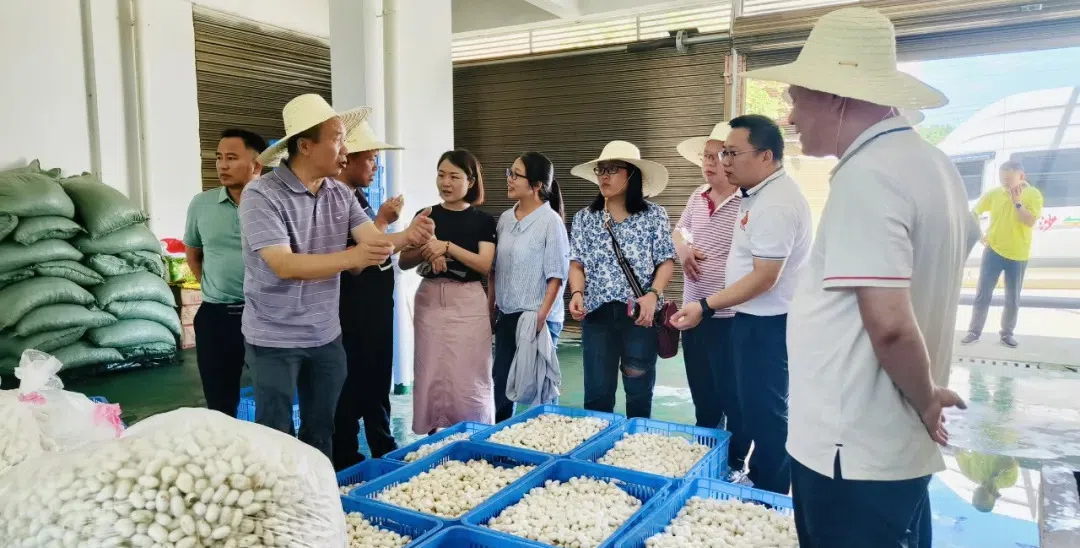 武冈市召开村集体经济扶持项目暨桑蚕产业发展观摩交流会(图1)